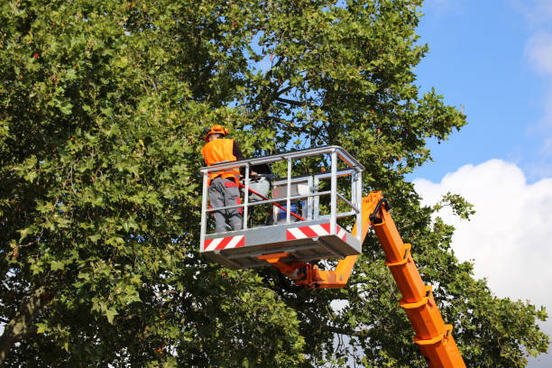 Best Storm Damage Tree Cleanup  in Lake Sconsin, WI